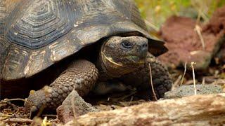 Tracking Giant Galapagos Tortoises  BBC Earth