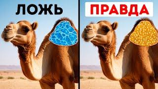 50+ Фактов о животных о которых нам не рассказывали на уроках биологии