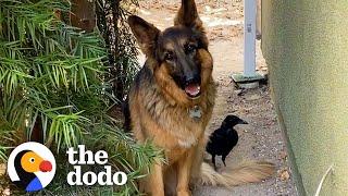 Rescue Crow Goes On Walks With His Favorite German Shepherd  The Dodo Wild Hearts