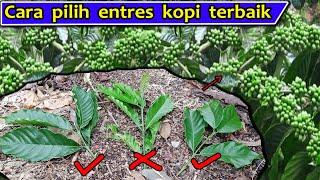 Cara memilih entres kopi yang benar - Cara memilih entres kopi - Cara stek kopi  Stek kopi - ENTRES