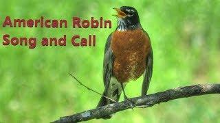 American Robin Song and Call