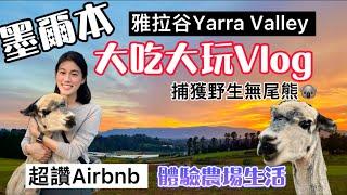 墨爾本雅拉古谷Yarra Valley Vlog⎮野生無尾熊⎮Airbnb體驗農場生活