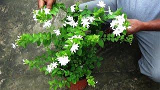 How to re-potting and pruning a wild jasmine plant