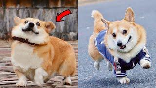 Funny and Cute corgi puppies videos compilation 2021 Cutest corgis Ever