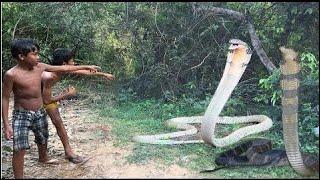 Brave boy catching snakes in the wild   How to catch a snake in the wild