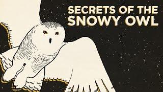 Secrets Of The Snowy Owl  NPRs SKUNK BEAR