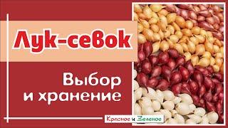 Лук-севок. Как выбрать и сохранить до посадки