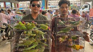 Biggest Parrot Found in Sunday Lalukhet Birds Market  PBI Official