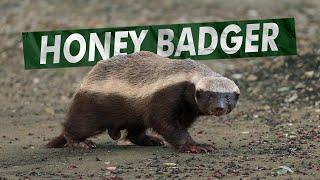 Hewan Pemberani Yang Kebal Bisa Ular  Musang Madu Honey Badger