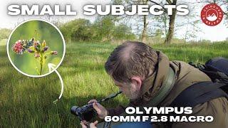 Photographing Butterflys With the Olympus 60mm F2.8 macro on Location. OM-1 MKII