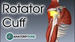 Rotator Cuff  3D Anatomy Tutorial