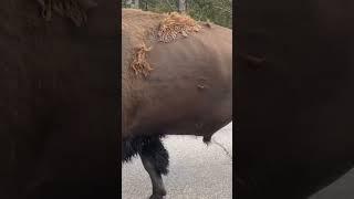 Bison Encounter At Yellowstone