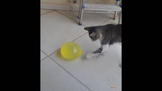 Funny cats reaction to balloon -Dont try to stop laugh-pet lover #shorts