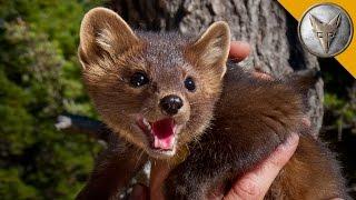 The Pine Marten is Natures Most Adorable Assassin