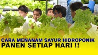 Cara Mudah Menanam Sayur Hidroponik Agar Panen Bisa Setiap Hari