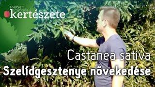 Szelídgesztenye fa mérete növekedése - Castanea sativa - Kertészet Budapest