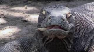 Walking with the Komodo Dragons of Komodo National Park Eastern Indonesia