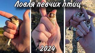 ЛОВЛЯ ПЕВЧИХ ПТИЦ.2024.НОВЫЙ СЕЗОН 2024-2025.ЩЕГЛЫ.