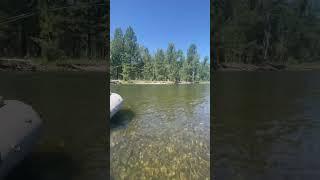 Dry fly fishing for Westslope Cutthroat in Montana