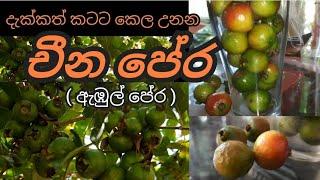 china guava  චීන පේර  abul pera  fruit  ebul pera  garden  neluwa  gewathu waga  srilanka