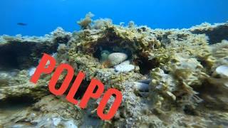 pesca polpo in apnea nel bassofondo a mano con il fucile