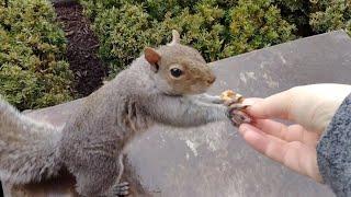 Cutie the squirrel wants to be hand-fed again and squirrely Tee Shirts