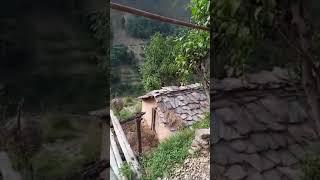 गांव ग्वारी मल्ली चोपड़ा कोट उत्तराखंड पौड़ी गढ़वाल #uttrakhand #garhwal