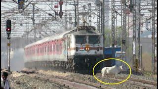 Crazy Cow crosses Railway Line in Front of Rajdhani Express.