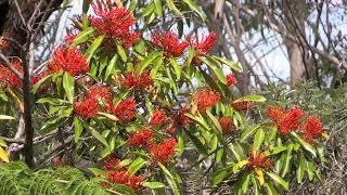 Tree Waratah. Native alternative to rhododendron.