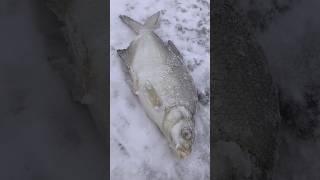 Зимняя рыбалка на льду  #рыбалка #fishing #рибалкавукраїні #зимоварибалка