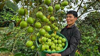 Harvest Star Apple Fruit Goes to market sell - Cooking - Taking care of pets - Solo Survival