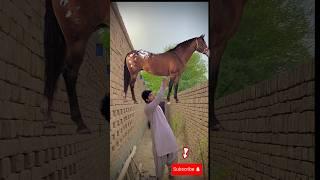 Halal vs Haram animal #islamicvideo #animals #foryou #virlshort #hits #shortvideo #youtubeshorts