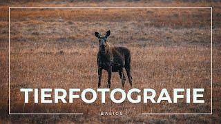 Grundlagen zum fotografieren von Tieren  Wildlife Fotografie Tipps