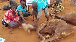 Somalide kurban kesim işlemlerine ara vermeksizin devam ediyoruz. 