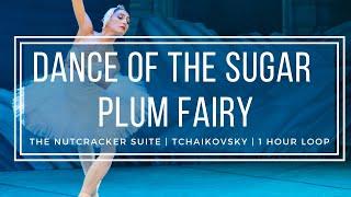 Dance of the Sugar Plum Fairy  Tchaikovsky Nutcracker  1 Hour Version