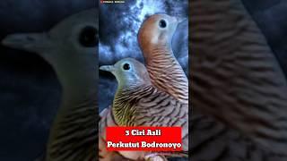 3 Ciri Asli Perkutut Bodroyono #perkututkaturanggan #mitosperkutut #perkutut