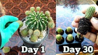 How to propagate Cactus at home - Best and easy way