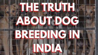 The Truth About Dog Breeding in India 2021