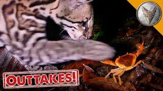 Ocelot vs Crab