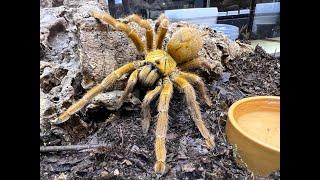 Pterinochilus murinus OBT  Orange Bitey Thing  rehouse and care of a LARGE  OBT