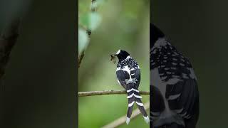 Spotted Forktail with food calls #spottedforktail #wildlifenepal #birdsofnepal