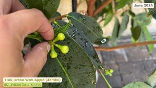 Thai Green Wax Apple Jambu budding - 2024 Season