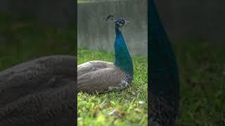 peacock sound 