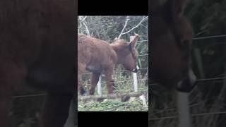 Why Donkeys Are The Most Interesting Animal