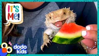 Bearded Dragon Chows Down On Everything But NOT Spinach?   Dodo Kids  It’s Me