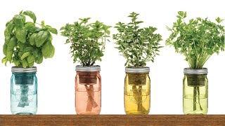 9 Herbs That Regrow in Water – No Soil Needed