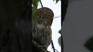 Голос Серой Неясыти  Tawny Owl sound