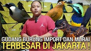 GUDANG UTAMA  BURUNG IMPORT JAKARTA PALING MURAH ECER GROSIRAN KIOS JONATH MHJR