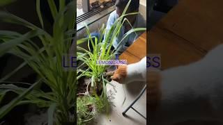 New Plants for Home #shorts #plants #indoorplants #houseplants #youtube