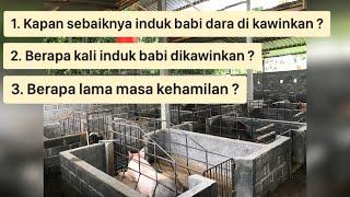 Kapan sebaiknya induk babi dikawinkan berapa kali dikawinkan berapa lama masa kehamilan ?